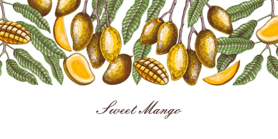 Ripe mango background. Tropical fruit hand drawn vector illustration. Exotic plant with fruit, leaves, branches sketches in color. Summer food banner,  juice packaging, menu design. 